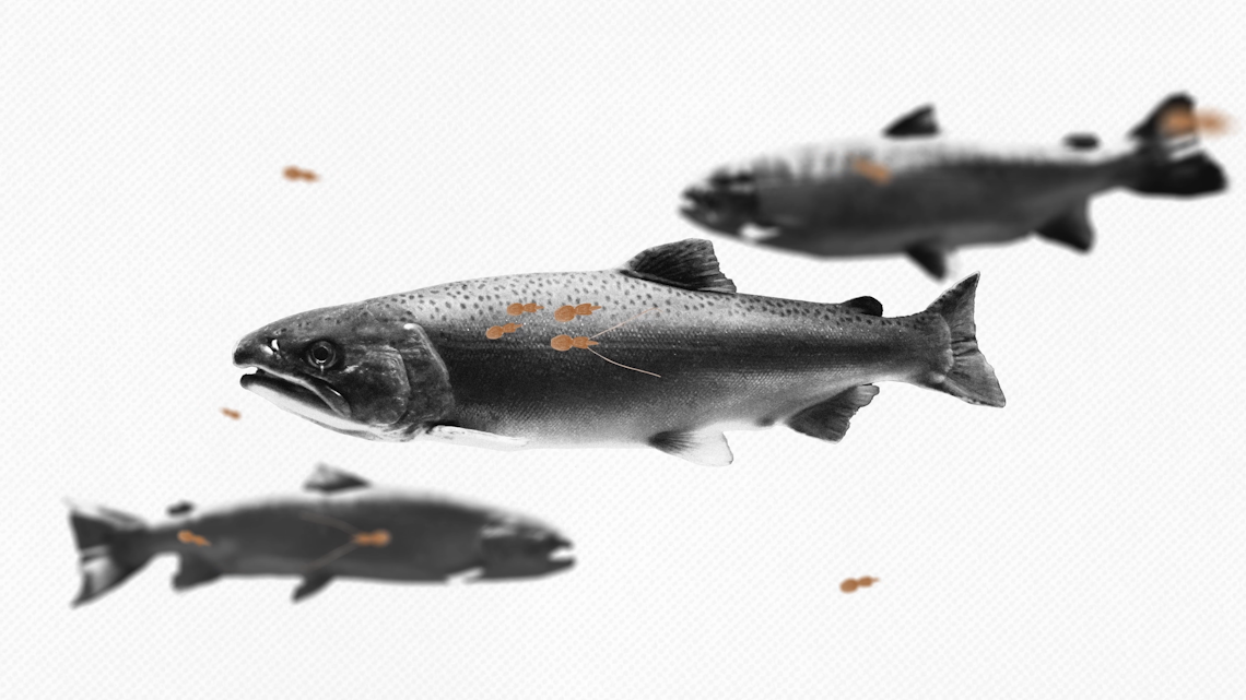 20240802_PO 3-4 Animasjon 2 - Still Frame 07